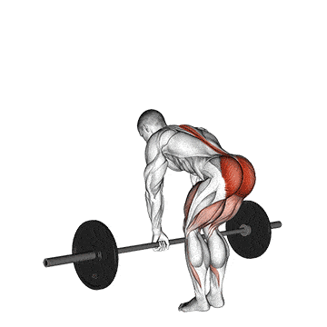 Illustration on how to do the Barbell Stiff-Leg Deadlift