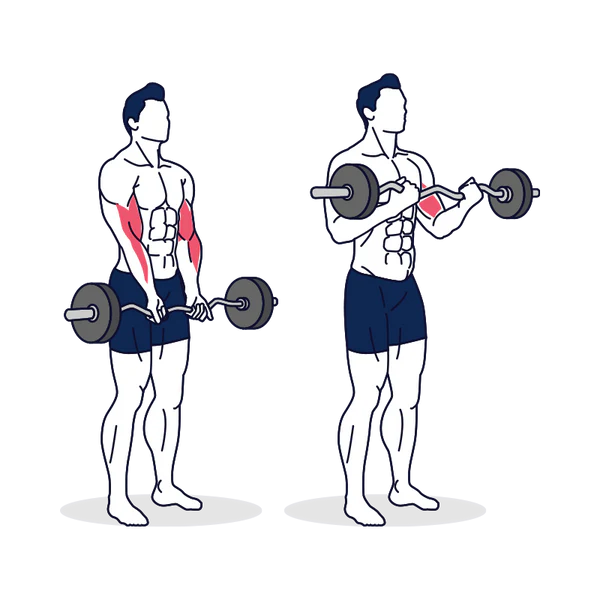 Illustration on how to do the EZ Barbell Curl