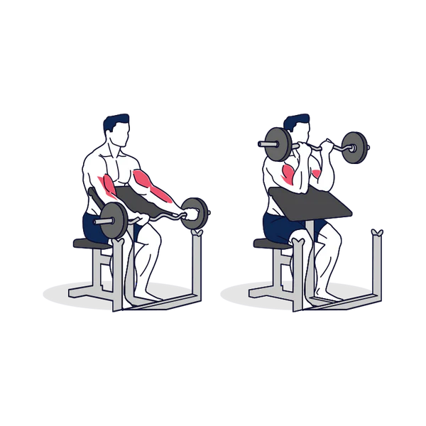 A man showing how to do the EZ Barbell Preacher Curl