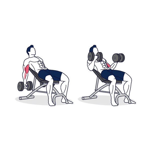 A man showing how to do the Incline Dumbbell Curl